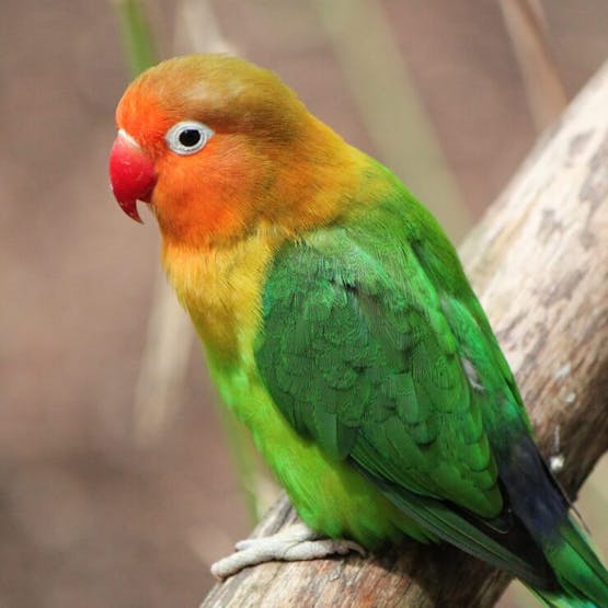 Park prostoživečih živali Destrnik